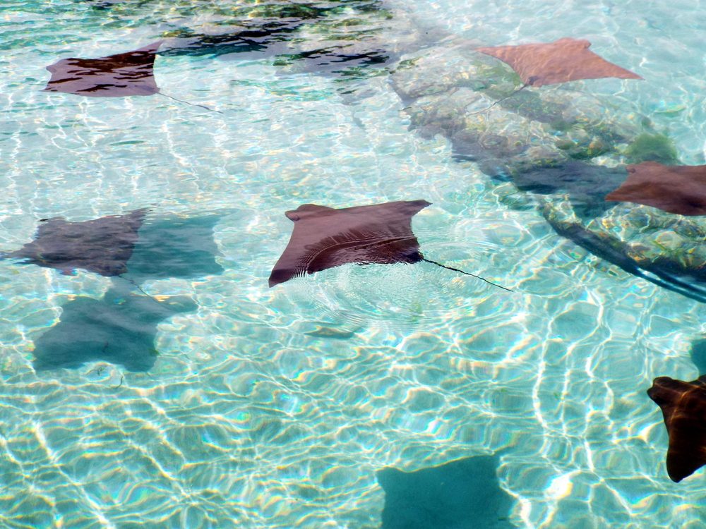 <p><strong>Location:</strong> Great Stirrup Caye</p> <p>A visit to the gentle and playful rays at <a href="https://www.tripadvisor.com/Attraction_Review-g3564088-d6367202-Reviews-Stingray_City_Bahamas-Great_Harbour_Cay_Berry_Islands_Out_Islands_Bahamas.html" rel="noopener noreferrer">Stingray City</a> just off Nassau needs to be on the must-do list of any animal lover. You'll be able to feed and swim with the gentle sea creatures. Go ahead and let them swim up to you for a kiss on the head! Are you a surf-and-sand lover? Discover more of the <a href="https://www.rd.com/list/best-beaches-to-visit/" rel="noopener noreferrer">best beaches</a> to visit.</p> <p><strong>Pro tip:</strong> This is the perfect opportunity to use a waterproof camera, but if you don't have one you can purchase photos from the pro photographers on-site.</p> <p class="listicle-page__cta-button-shop"><a class="shop-btn" href="https://www.tripadvisor.com/Attraction_Review-g3564088-d6367202-Reviews-Stingray_City_Bahamas-Great_Harbour_Cay_Berry_Islands_Out_Islands_Bahamas.html">Learn More</a></p>