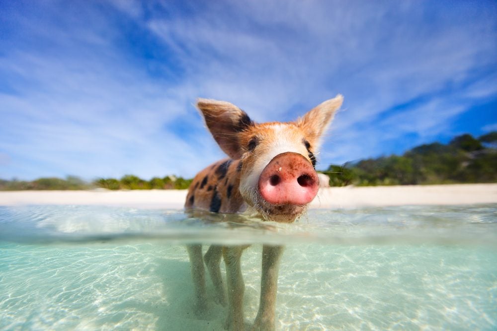 <p><strong>Location:</strong> Exuma</p> <p>If nothing sounds more magical than splashing around in crystal-clear water with a bunch of snorting pigs, then a boat ride from Nassau to Exuma to <a href="https://www.tripadvisor.com/Attraction_Review-g147429-d12690020-Reviews-Pig_Beach-Great_Exuma_Out_Islands_Bahamas.html" rel="noopener noreferrer">Pig Beach</a> should be on your list. The hour-long ride takes you to the sight of the happiest, and most infamous, Bahamian pigs, who will take your <a href="https://www.rd.com/list/warm-water-beaches/" rel="noopener noreferrer">warm-water beach</a> experience to a whole new level. Jump in the water, and you can feed and swim alongside the snorting, and yes, swimming, swines.</p> <p><strong>Pro tip:</strong> After swimming with pigs Bahamas-style, head to the tree-covered part of the beach, where you'll find baby piglets sleeping in the shade.</p> <p class="listicle-page__cta-button-shop"><a class="shop-btn" href="https://www.tripadvisor.com/Attraction_Review-g147429-d12690020-Reviews-Pig_Beach-Great_Exuma_Out_Islands_Bahamas.html">Learn More</a></p>