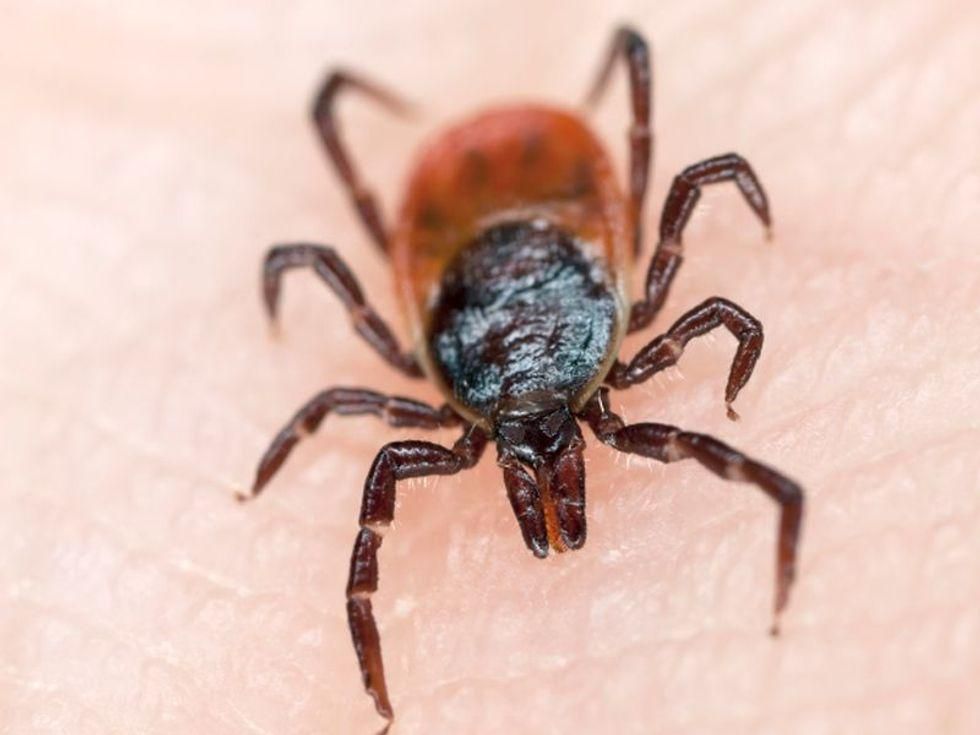 tick-borne powassan virus can kill. what is it, and how can you protect yourself?