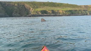 Un enorme tiburón peregrino roza el kayak de dos mujeres