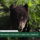 Baylor prepares to welcome new cubs to campus