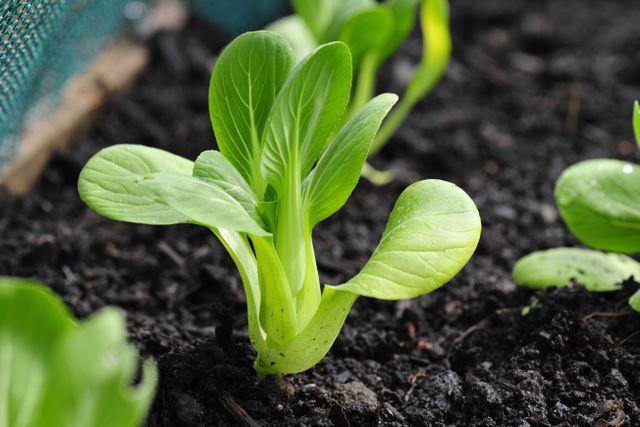 these are the fastest growing plants you can still grow this season