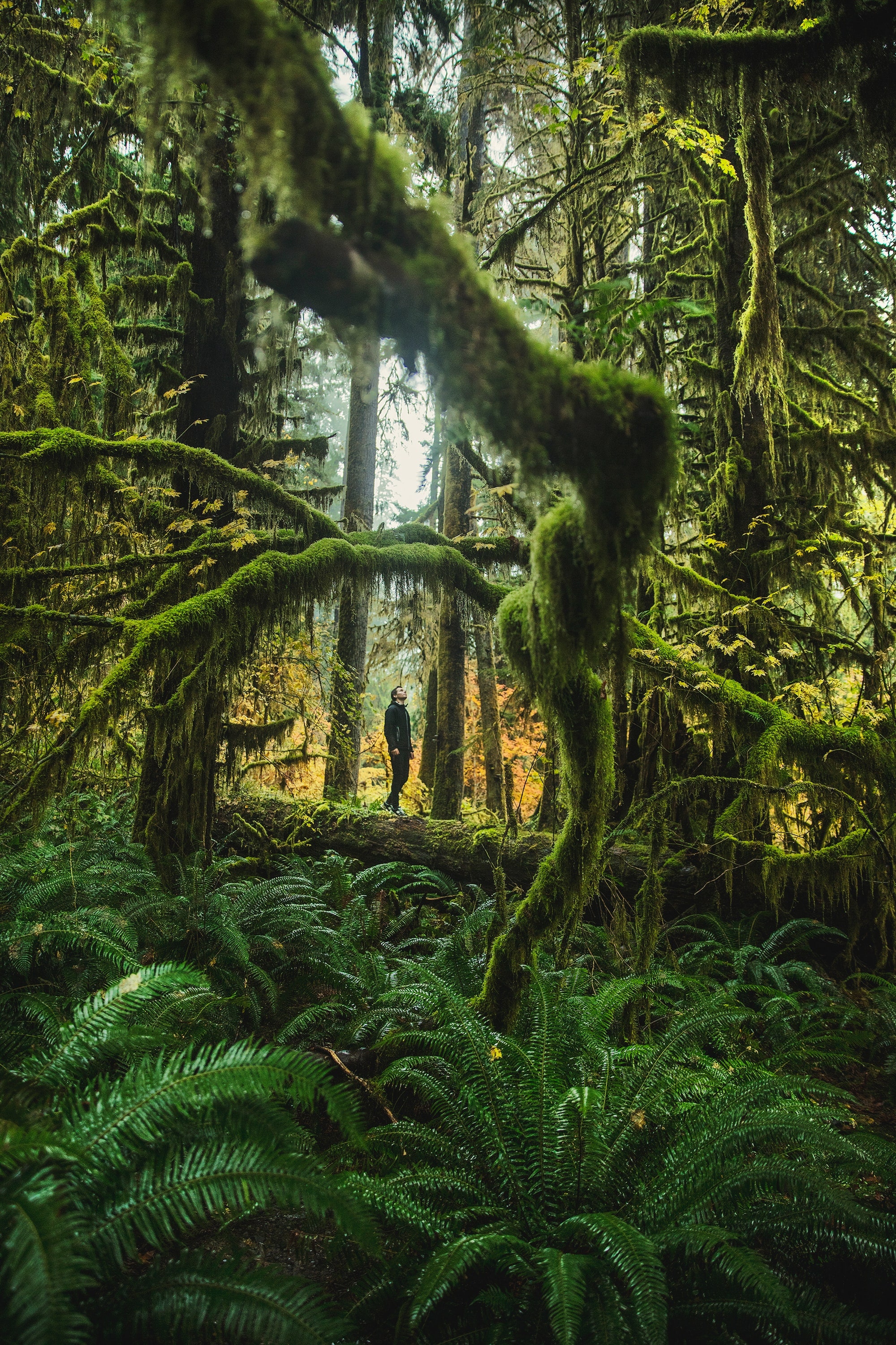 a complete guide to olympic national park