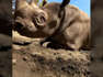 Black Rhino named King enjoys kicking, splashing and rolling in the mud