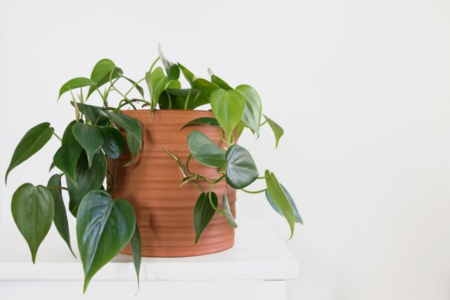 these are the best plants to keep in your bedroom