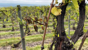 Winemakers hit hard by frost in Upstate New York
