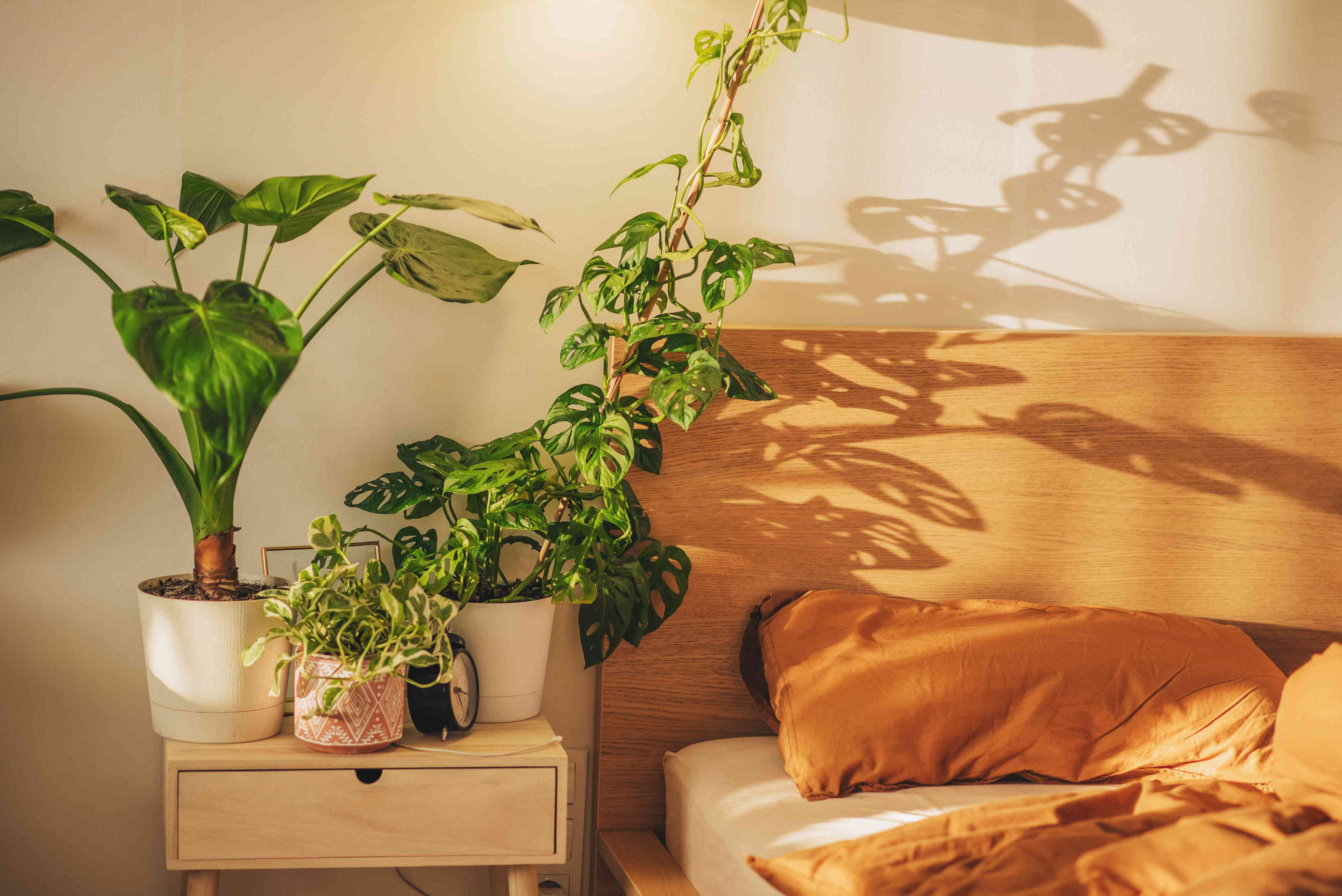 these are the best plants to keep in your bedroom