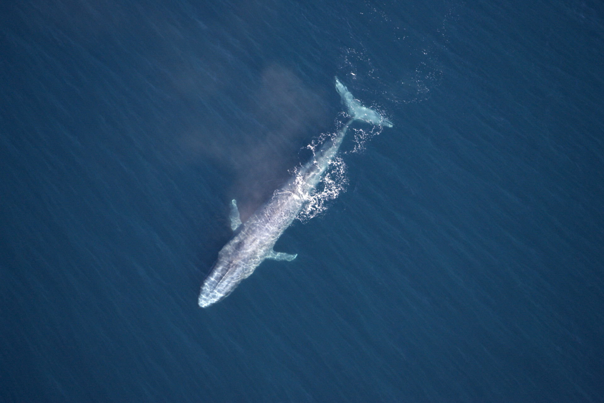 <p>Nothing says confidence like going after the biggest creature on Earth: blue whales. Orcas were recorded killing and eating blue whales in three separate attacks off the coast of Australia since 2019, according to a paper published in Marine Mammal Science.</p><p>You may also like:<a href="https://www.starsinsider.com/n/337337?utm_source=msn.com&utm_medium=display&utm_campaign=referral_description&utm_content=551403en-en_selected"> The funniest Chuck Norris jokes of all time</a></p>