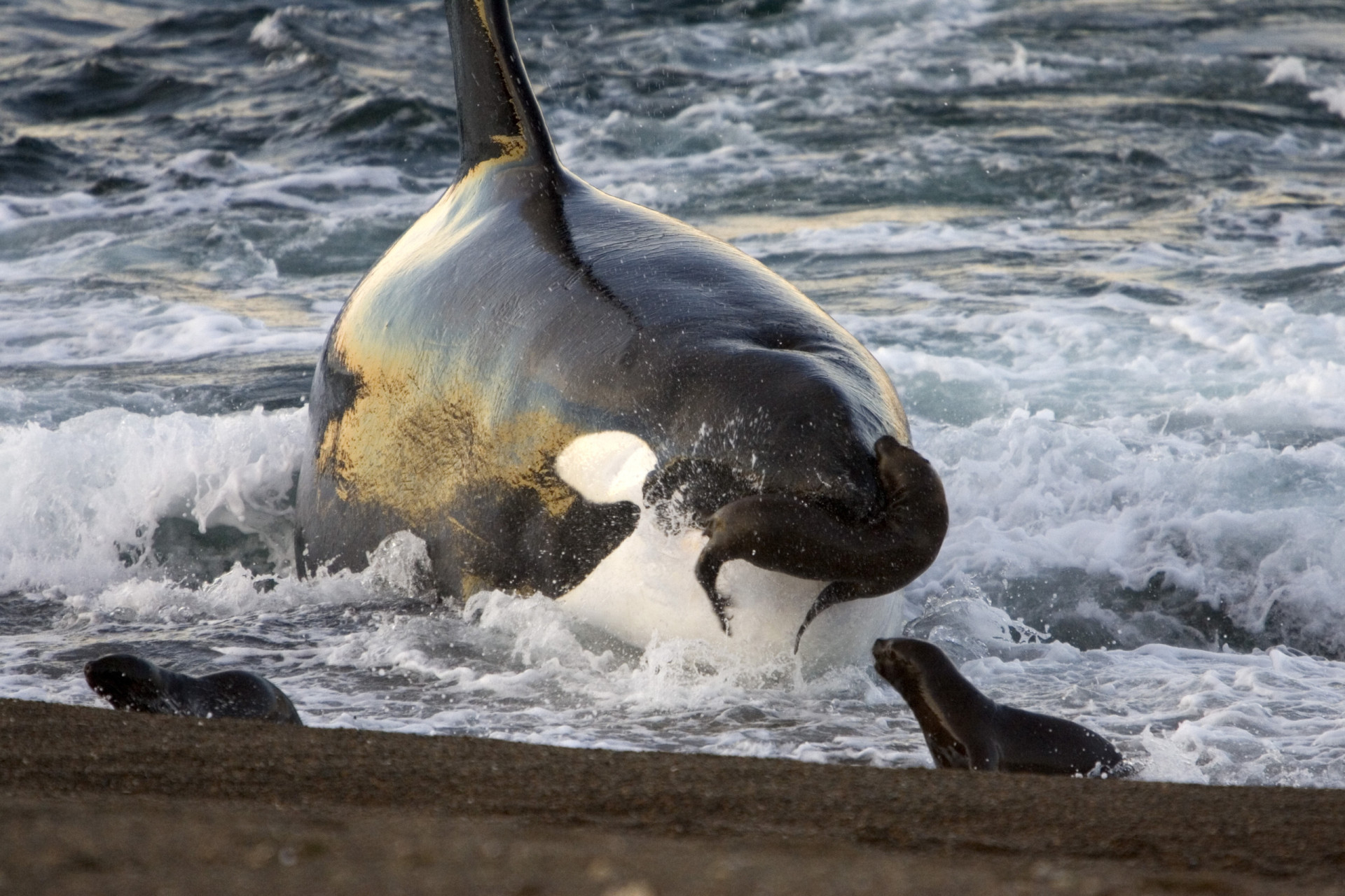 <p>BBC Earth's Steve Backshall caught a pod of orcas swimming up onto shore to snatch a baby seal from the sand—a move that is actually very dangerous and requires a lot of effort for them because at 5,000-6,000 lbs they risk being beached. But for all that effort surely they're getting precious food, right? Wrong.</p><p><a href="https://www.msn.com/en-us/community/channel/vid-7xx8mnucu55yw63we9va2gwr7uihbxwc68fxqp25x6tg4ftibpra?cvid=94631541bc0f4f89bfd59158d696ad7e">Follow us and access great exclusive content every day</a></p>