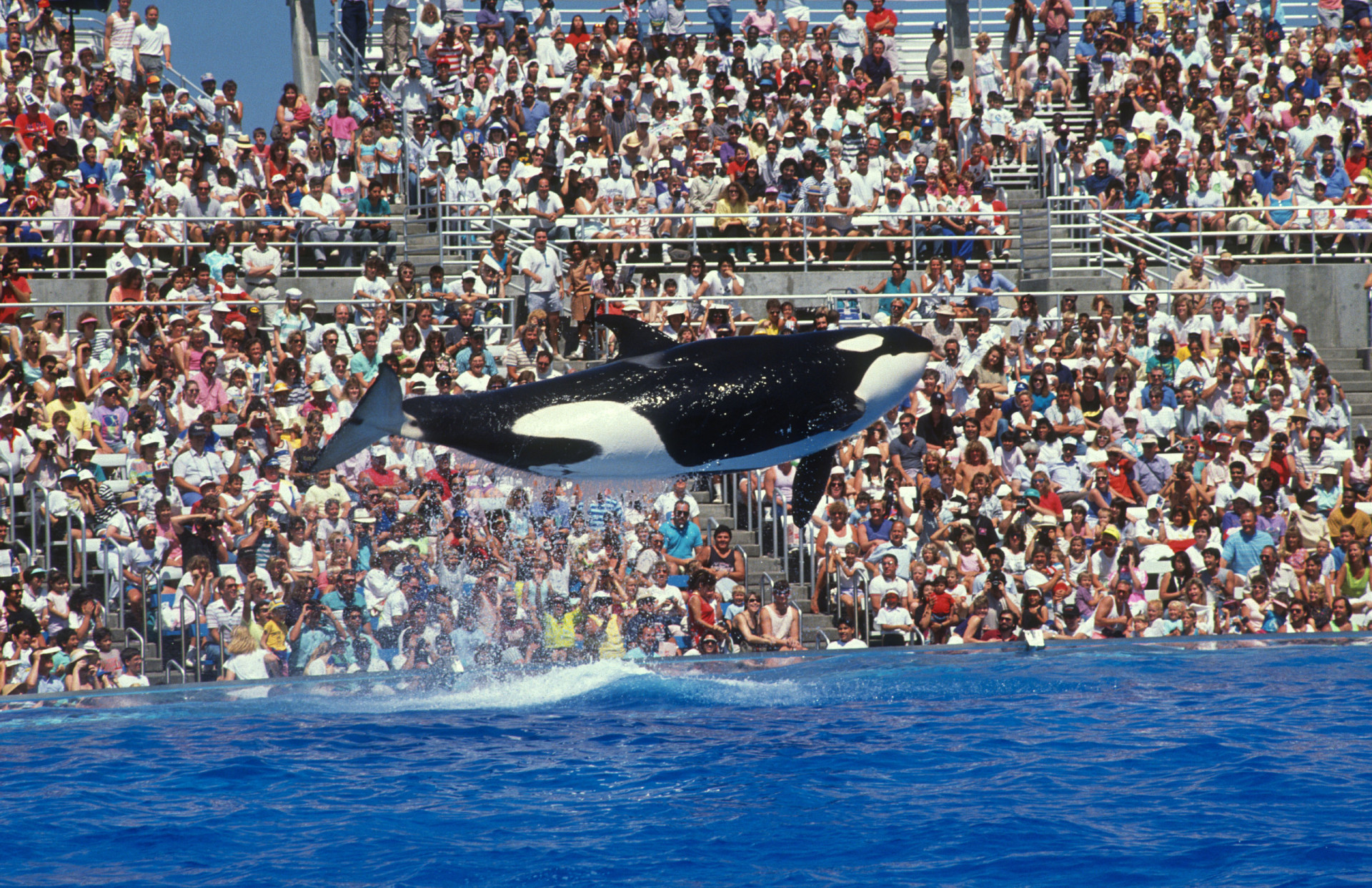<p>Before we start to judge orcas, it's important to remember our own species is also notorious for its members who kill for sport, vengefully sink ships, kill our own kind, exploit other animals, and sit all too comfortably at the top of the food chain.</p><p>Sources: (National Geographic) (Live Science) (The Atlantic) (The Guardian) (BBC Earth)</p><p>See also: <a href="https://www.starsinsider.com/lifestyle/451131/the-worlds-smartest-animals">The world's smartest animals</a></p><p><a href="https://www.msn.com/en-us/community/channel/vid-7xx8mnucu55yw63we9va2gwr7uihbxwc68fxqp25x6tg4ftibpra?cvid=94631541bc0f4f89bfd59158d696ad7e">Follow us and access great exclusive content every day</a></p>