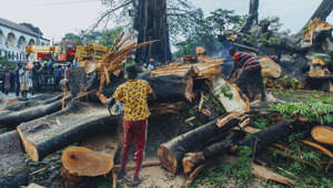 Historic ‘Cotton Tree’ symbolizing Sierra Leone’s freedom falls during rainstorm