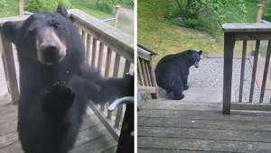 Nyfiken björnunge knackar på mans dörr