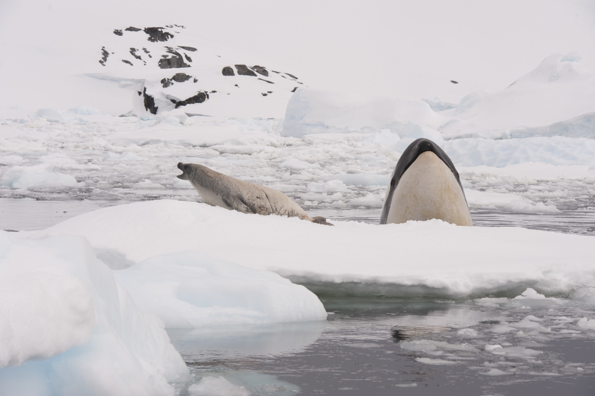 <p>Orcas are reportedly known to work together in coordinated attacks to create even bigger waves that can knock prey off from their safe perches on floating ice and into the water.</p><p>You may also like:<a href="https://www.starsinsider.com/n/337249?utm_source=msn.com&utm_medium=display&utm_campaign=referral_description&utm_content=551403en-en_selected"> The most explosive celebrity interviews of all time</a></p>