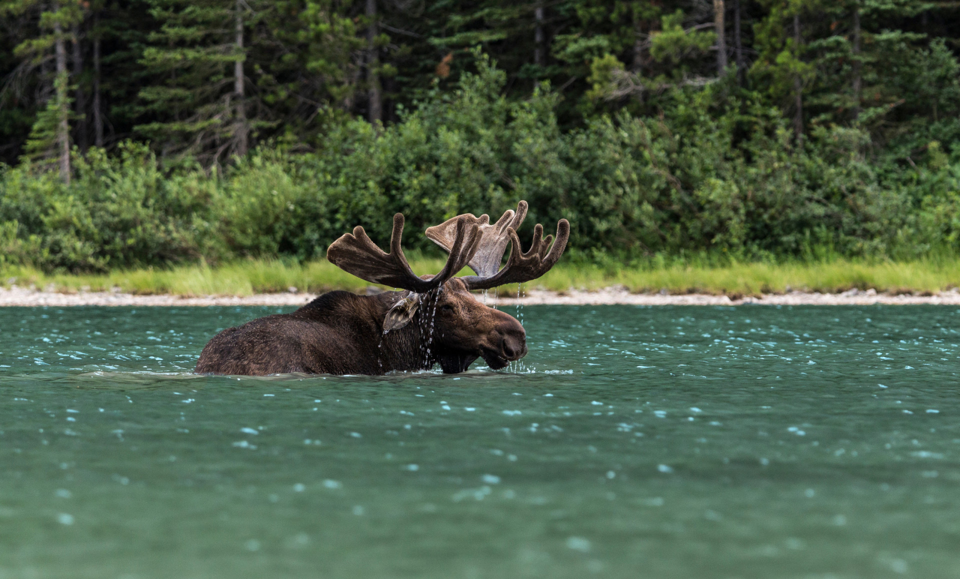<p>Moose occupy a very different habitat to orcas and aren't even known prey for the killer whales, yet in the summer when they feed on aquatic vegetation, swimming between various islands along the coast of Canada and Alaska, there have been a few cases recorded of orcas attacking them.</p><p><a href="https://www.msn.com/en-us/community/channel/vid-7xx8mnucu55yw63we9va2gwr7uihbxwc68fxqp25x6tg4ftibpra?cvid=94631541bc0f4f89bfd59158d696ad7e">Follow us and access great exclusive content every day</a></p>