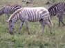 Zebra albina rara é vista caminhando com rebanho durante safári na África