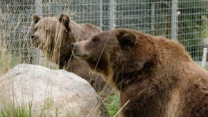 This Grizzly Bear and His Bear Buddy Are Extremely Comfortable With One Another!