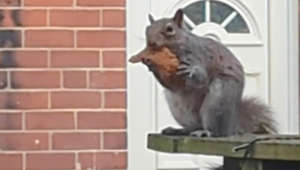 Squirrel Caught Snacking On Chicken Tender