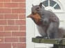 Squirrel Caught Snacking On Chicken Tender