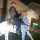 Spooked horse safely returned after a police officer mounts and rides the horse home