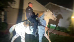 Spooked horse safely returned after a police officer mounts and rides the horse home