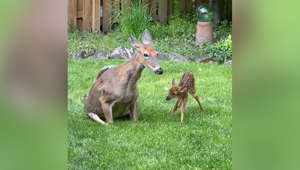 Deer gives birth in man's backyard