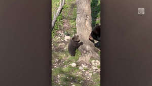 Watch this adorbale bear cub get climbing lessons from mama bear