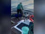 Watch killer whales wreck boat in latest violent attack off Spain