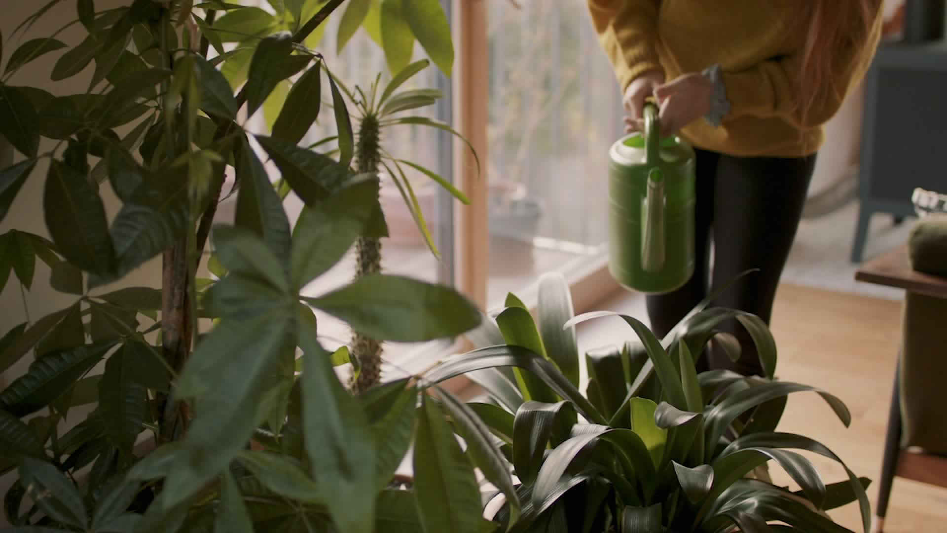Houseplants Can Remove Toxic Gasoline Fumes, Study Finds