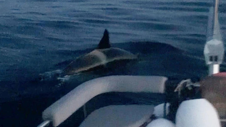 Orcas attacking a sailing boat in May 2020. File pic: april_georgina/Reuters