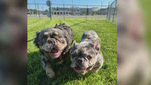Dogs rescued from suspected Indiana puppy mill get used to new environment