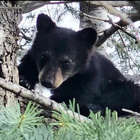 Springs Utilities and CPW rescue bear cub from Colorado Springs neighborhood