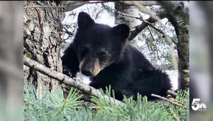Springs Utilities and CPW rescue bear cub from Colorado Springs neighborhood