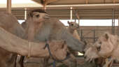 Meet the cloned camels living in Dubai