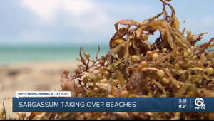 Sargassum blob hitting Treasure Coast just before Memorial Day weekend