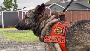 Search dogs used at former Helena Poor Farm cemetery