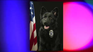 New Berlin police K9 diagnosed with terminal cancer dies