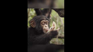 La Jornada - Escuela para chimpancés