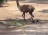 Alpacas Enjoy a Cold Shower on a Hot Sunny Day