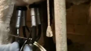 Cow Rips Off Milking Machine