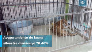 Tráfico de animales, un delito a la vista de todos #EnPortada