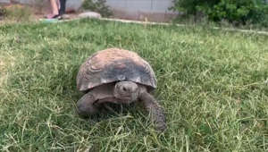 Have You Ever Heard of a ‘Lap Tortoise’?