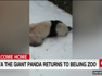 Giant panda Ya Ya returns to Beijing Zoo after two decades in the U.S.