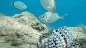 Estos seres se encargan de mantener saludable el hábitat de los arrecifes de coral