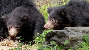 Philadelphia Zoo announces names of sloth bear cubs