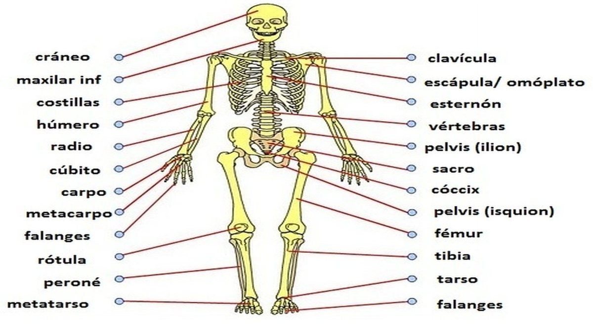 Sistema Esquelético: Descubre Su Función Vital Y La Estructura Del ...