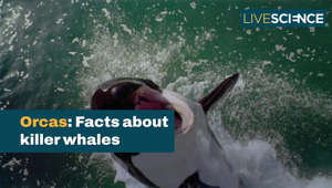 Orcas | Facts About Killer Whales