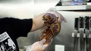 Adventurous Foodies Enjoy Deep-Sea Giant Isopod Noodles Despite Health Warnings