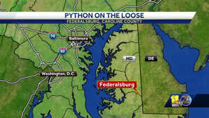 Python on loose somewhere in Federalsburg