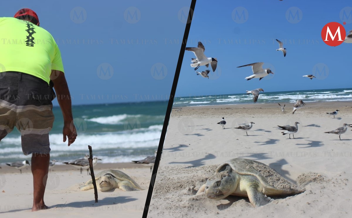 tortugas lora han desovado más de mil huevos en playa miramar