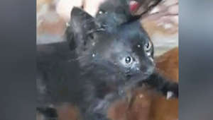 Drei Tage lang in Regenrohr festgesteckt: Katzenbaby in Beirut gerettet